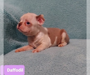 Boston Terrier Puppy for sale in POMEROY, OH, USA