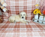 Small Photo #76 Golden Retriever Puppy For Sale in FALCON, CO, USA