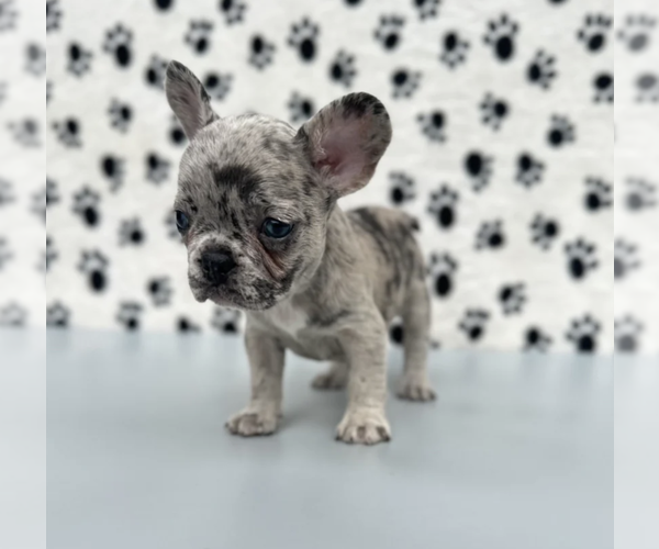 Medium Photo #3 French Bulldog Puppy For Sale in WINTER GARDEN, FL, USA