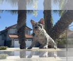 Puppy Oreo French Bulldog