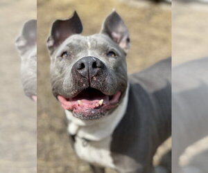 Lola - Female American Pit Bull Terrier Dog for Adoption - Photo #4