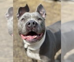 Small #3 American Pit Bull Terrier