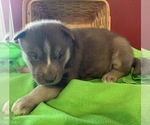 Small Photo #4 Siberian Husky Puppy For Sale in DEARBORN, MO, USA