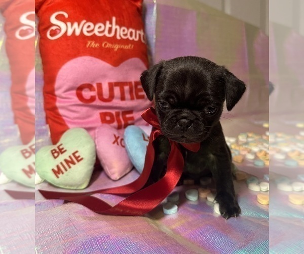 Medium Photo #1 Pug Puppy For Sale in MOUNT WASHINGTON, KY, USA