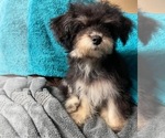 Small Photo #22 Yo-Chon Puppy For Sale in HAMPTON, VA, USA