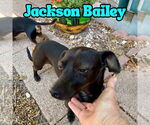 Small Photo #29 Chiweenie Puppy For Sale in San Antonio, TX, USA