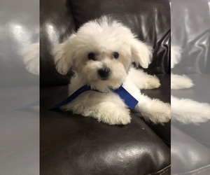 Bichon Frise Puppy for sale in HOUSTON, TX, USA