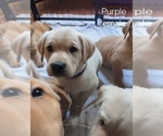 Small Photo #1 Labrador Retriever Puppy For Sale in COLORADO SPRINGS, CO, USA