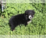 Puppy Molly Australian Shepherd