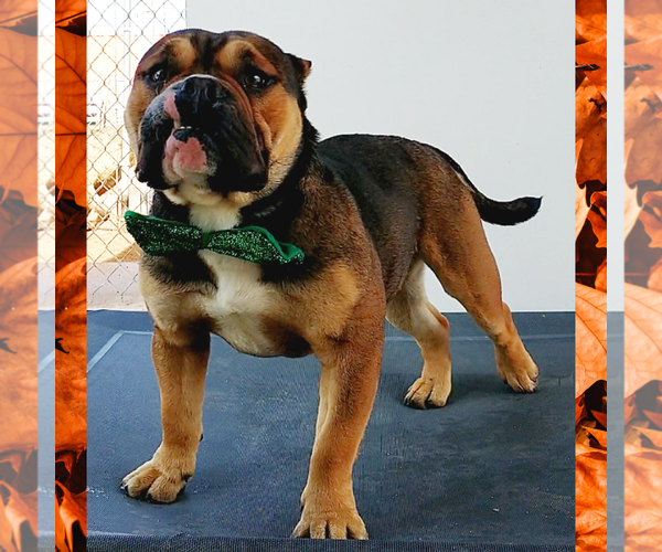 Medium Photo #4 Bulldog Puppy For Sale in Apple Valley, CA, USA