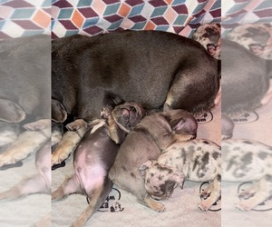 French Bulldog Puppy for Sale in HILTON, New York USA