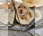 Small #2 Maltese Mix