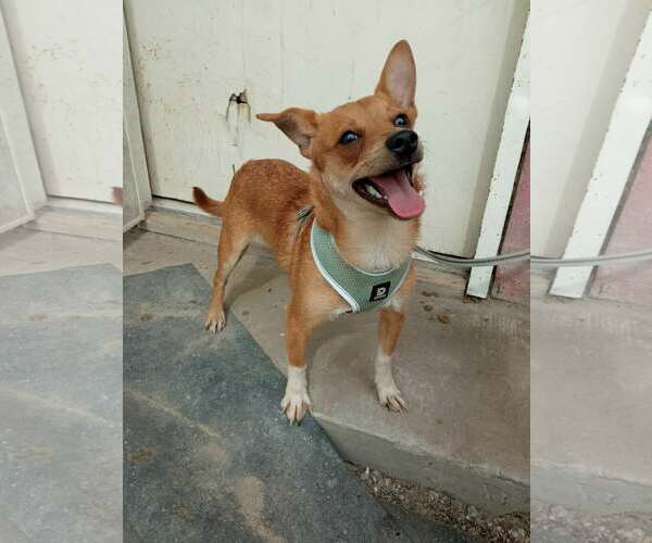 Medium Photo #1 Chihuahua-Unknown Mix Puppy For Sale in Crystal, MN, USA