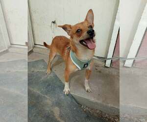 Chihuahua-Unknown Mix Dogs for adoption in Crystal, MN, USA