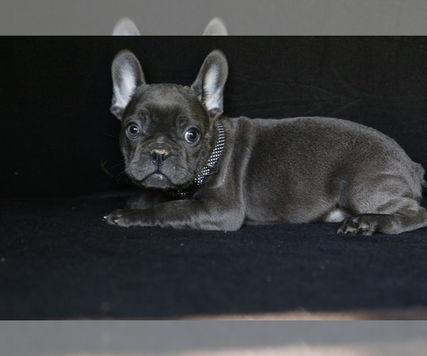 Medium Photo #3 French Bulldog Puppy For Sale in METUCHEN, NJ, USA