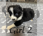 Small #13 Australian Shepherd