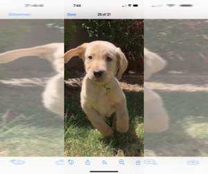Golden Labrador Puppy for sale in AVONDALE, AZ, USA