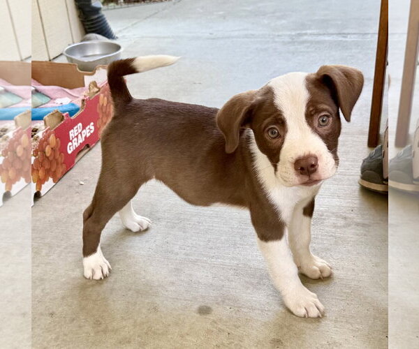 Medium Photo #1 Bulldog-Staffordshire Bull Terrier Mix Puppy For Sale in Davis, CA, USA