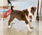Frankie - Female Bulldog-Staffordshire Bull Terrier Mix Dog for Adoption - Small photo