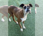Small #7 Boxer