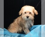 Small #1 Morkie
