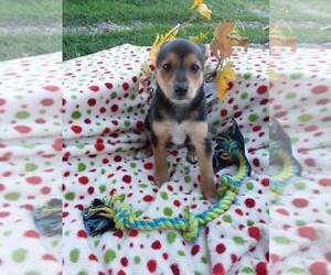 German Shepherd Dog-Unknown Mix Puppy for sale in STOYSTOWN, PA, USA