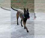 Small #1 Mutt