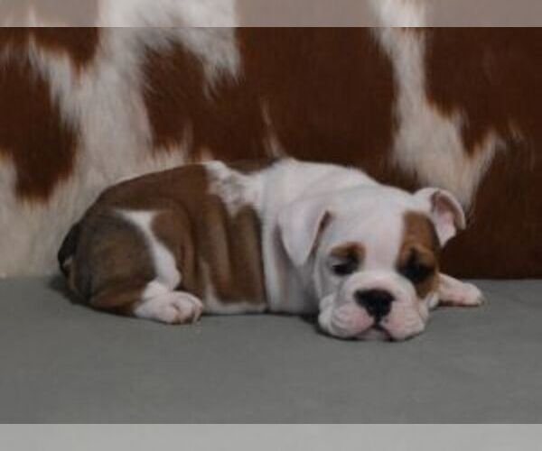 Medium Photo #2 English Bulldog Puppy For Sale in MARSHFIELD, MO, USA