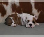 Small #1 English Bulldog