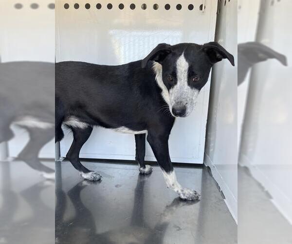 Medium Photo #1 Australian Cattle Dog-Unknown Mix Puppy For Sale in Stockton, CA, USA