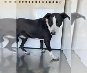 Australian Cattle Dog-Unknown Mix Dogs for adoption in Stockton, CA, USA