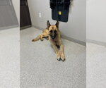 Small #2 German Shepherd Dog