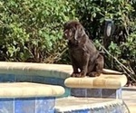 Small Photo #3 Labrador Retriever Puppy For Sale in SEFFNER, FL, USA