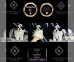 Small #5 Maltipoo