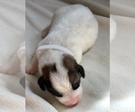 Small Photo #2 Saint Bernard Puppy For Sale in COLBERT, GA, USA