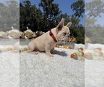 Small #4 French Bulldog