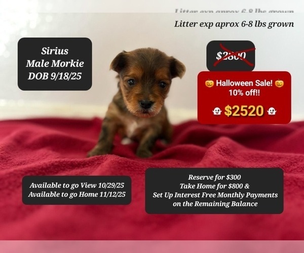 Medium Photo #1 Morkie Puppy For Sale in TUCSON, AZ, USA