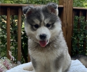Siberian Husky Puppy for sale in GALLIPOLIS FERRY, WV, USA