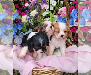 Cavalier King Charles Spaniel Puppy for sale in GOBLES, MI, USA