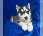 Small Photo #8 Siberian Husky Puppy For Sale in GROVESPRING, MO, USA