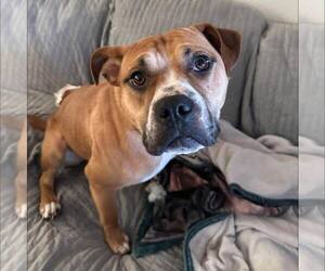 American Staffordshire Terrier-Unknown Mix Dogs for adoption in New Oxford , PA, USA