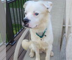 Small Photo #22 Great Pyrenees-Unknown Mix Puppy For Sale in Fargo, ND, USA