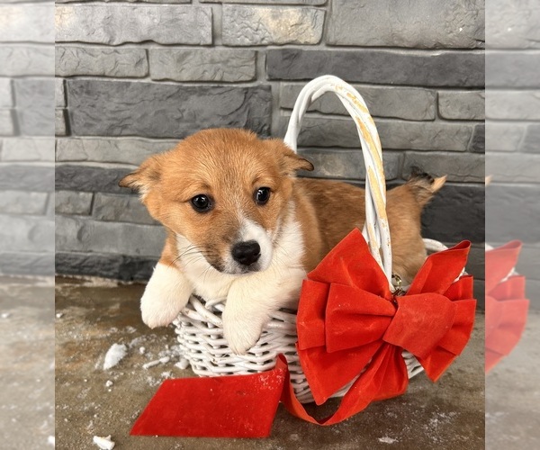 Medium Photo #5 Pembroke Welsh Corgi Puppy For Sale in MIDDLEBURY, IN, USA