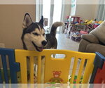 Small Photo #2 Siberian Husky Puppy For Sale in Miami, FL, USA