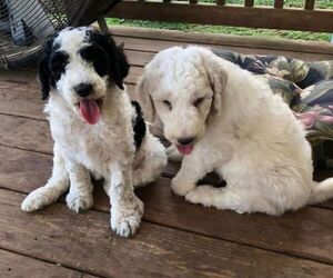 Poodle (Standard) Puppy for sale in UPTON, KY, USA