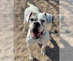 American Bulldog Dogs for adoption in Fort Collins, CO, USA