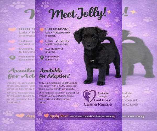 Medium Photo #2 Maltador Puppy For Sale in pomfret, CT, USA