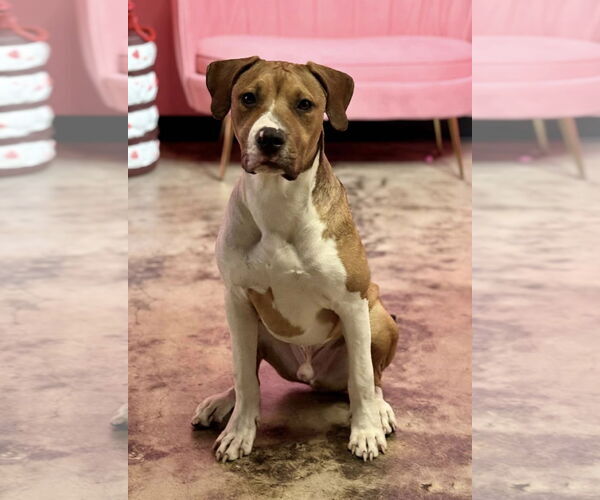 Medium Photo #9 American Pit Bull Terrier-Unknown Mix Puppy For Sale in Germantown, OH, USA