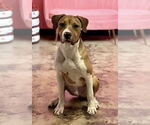 Small #8 American Pit Bull Terrier Mix