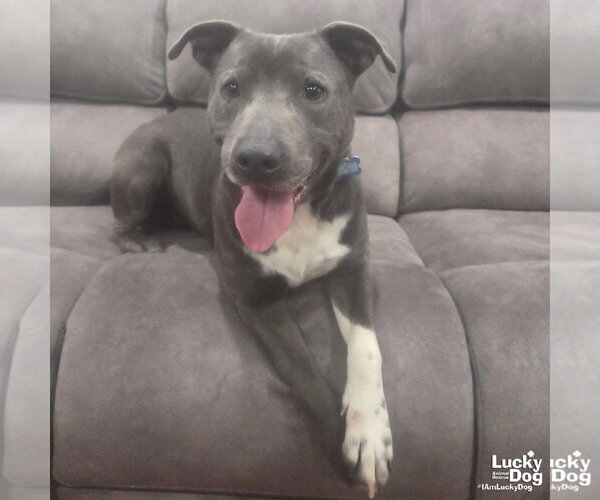 Medium Photo #3 Labrador Retriever-Unknown Mix Puppy For Sale in Washington, DC, USA